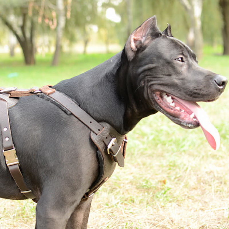 Шлейка из коричневой кожи для американского питбультерьера «Working Dog»